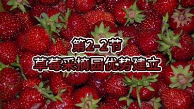 第2-2节-草莓采摘园优势建立