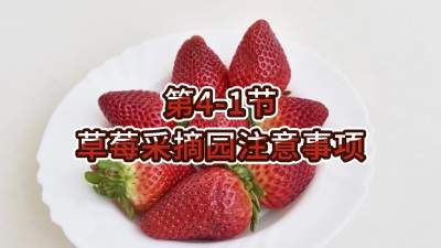 第4-1节-草莓采摘园注意事项