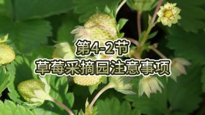 第4-2节-草莓采摘园注意事项