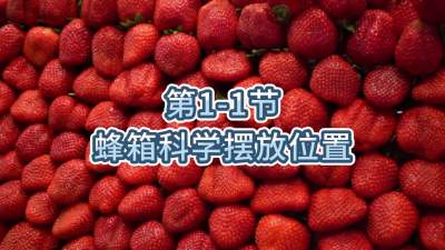 第1-1节-蜂箱科学摆放位置