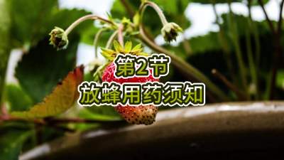 第2节-放蜂用药须知