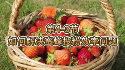第4-3节-如何解决蜜蜂授粉效率问题
