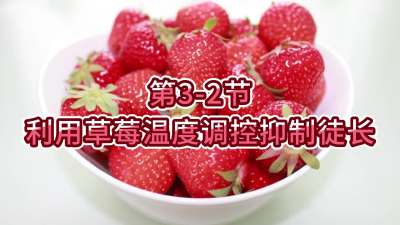 第3-2节-利用草莓温度调控抑制徒长