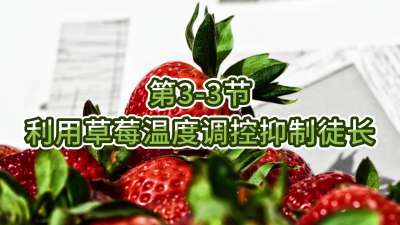 第3-3节-利用草莓温度调控抑制徒长