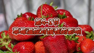 第4-1节-草莓温控对接茬的影响