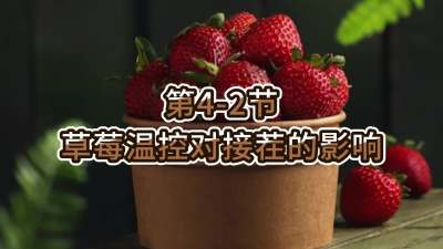第4-2节-草莓温控对接茬的影响