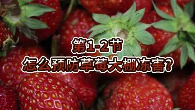 第1-2节-怎么预防草莓大棚冻害？