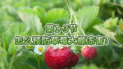 第1-3节-怎么预防草莓大棚冻害？