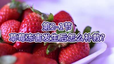 第2-1节-草莓冻害发生后怎么补救？