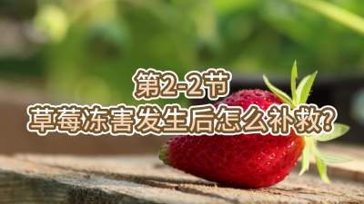 第2-2节-草莓冻害发生后怎么补救？
