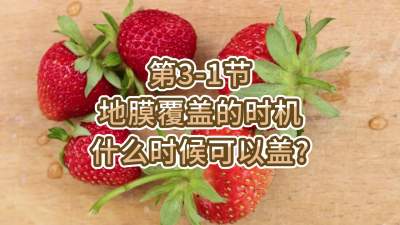 第3-1节-地膜覆盖的时机-什么时候可以盖？