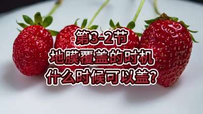 第3-2节-地膜覆盖的时机-什么时候可以盖？