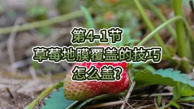 第4-1节-草莓地膜覆盖的技巧-怎么盖？