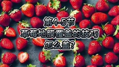 第4-5节-草莓地膜覆盖的技巧-怎么盖？