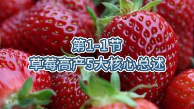 第1-1节-草莓高产5大核心总述