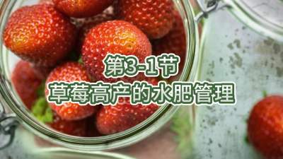 第3-1节-草莓高产的水肥管理