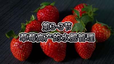 第3-3节-草莓高产的水肥管理