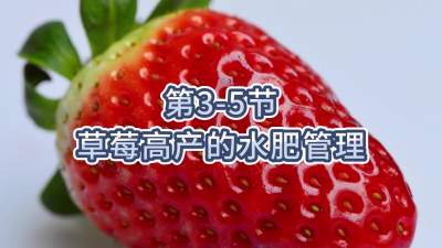 第3-5节-草莓高产的水肥管理