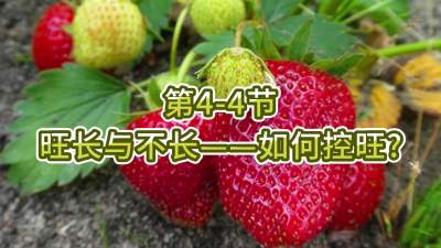 第4-4节-旺长与不长&mdash;&mdash;如何控旺？