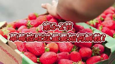 第5-2节-草莓控旺过量要如何解救？