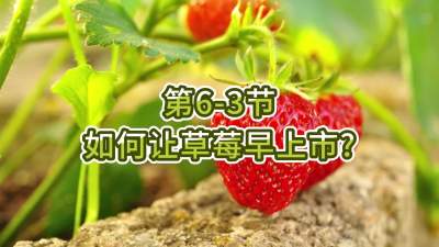 第6-3节-如何让草莓早上市？