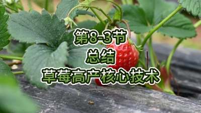 第8-3节-总结-草莓高产核心技术