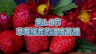 第1-1节-草莓接茬的温度管理