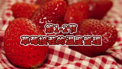 第1-2节-草莓接茬的温度管理