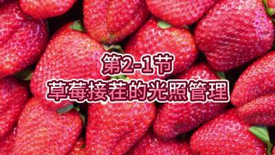 第2-1节-草莓接茬的光照管理