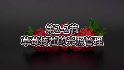 第2-2节-草莓接茬的光照管理