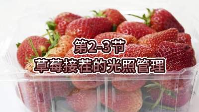 第2-3节-草莓接茬的光照管理
