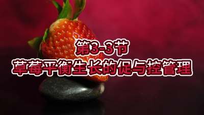 第3-3节-草莓平衡生长的促与控管理