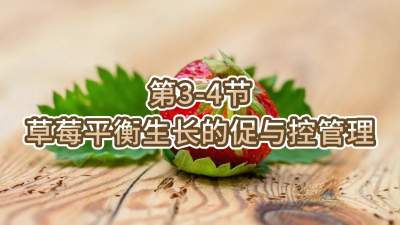 第3-4节-草莓平衡生长的促与控管理