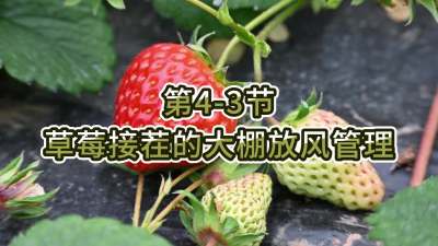第4-3节-草莓接茬的大棚放风管理