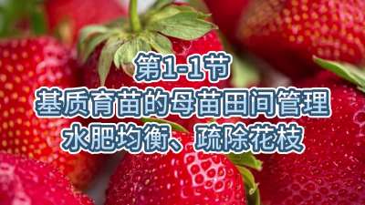 第1-1节-基质育苗的母苗田间管理-水肥均衡、疏除花枝