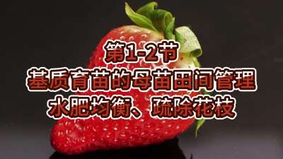 第1-2节-基质育苗的母苗田间管理-水肥均衡、疏除花枝