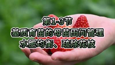 第1-3节-基质育苗的母苗田间管理-水肥均衡、疏除花枝