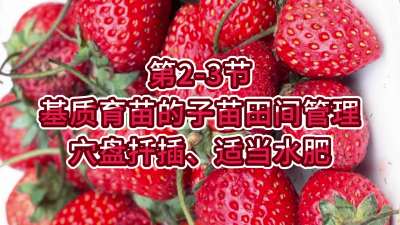 第2-3节-基质育苗的子苗田间管理-穴盘扦插、适当水肥