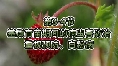第3-4节-基质育苗期间的病虫害防治-重视预防、白粉病