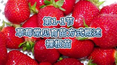 第1-1节-草莓常见育苗方式概述&mdash;&mdash;裸根苗