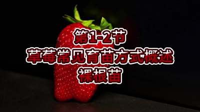 第1-2节-草莓常见育苗方式概述&mdash;&mdash;裸根苗