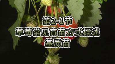 第2-1节-草莓常见育苗方式概述&mdash;&mdash;基质苗