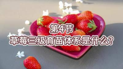 第4节-草莓三级育苗体系是什么？