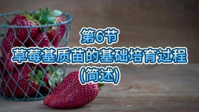 第6节-草莓基质苗的基础培育过程（简述）