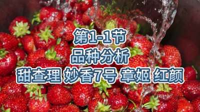 第1-1节-品种分析-甜查理、妙香7号、章姬、红颜