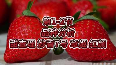 第1-2节-品种分析-甜查理、妙香7号、章姬、红颜