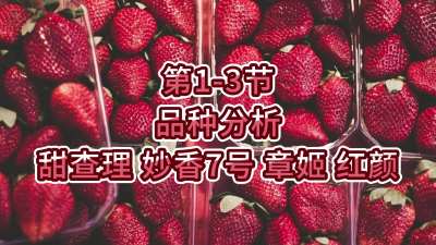 第1-3节-品种分析-甜查理、妙香7号、章姬、红颜