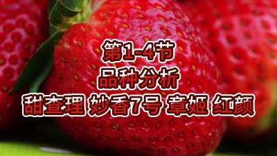 第1-4节-品种分析-甜查理、妙香7号、章姬、红颜