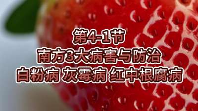 第4-1节-南方3大病害与防治-白粉病、灰霉病，红中根腐病