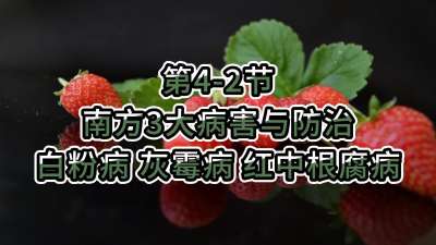 第4-2节-南方3大病害与防治-白粉病、灰霉病，红中根腐病